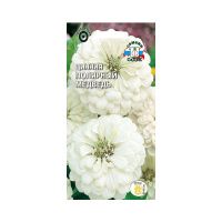 02Се4825 цветок Цинния Полярный медведь (георгиновидная, белая)