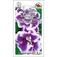 Глоксиния Брокада Блю & Вайт F1 Глоксиния Брокада Блю & Вайт F1