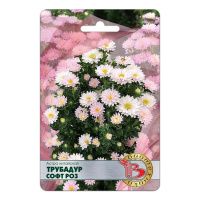 02Би2879  Астра китайская Трубадур Софт Роз NDS