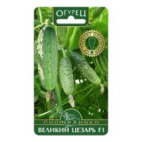 02Би2910 Огурец  Великий Цезарь F1 NDS
