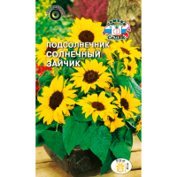 Подсолнечник Солнечный зайчик (низкорослый, крупноцветковый)