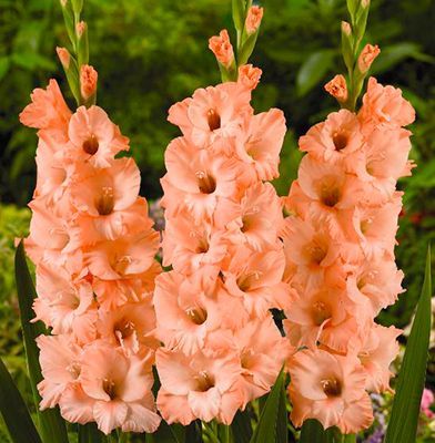 02ко6470 Гладиолус Донателла 10-12БУ 100шт