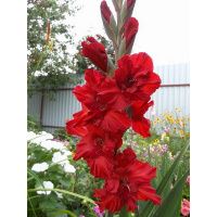 02ко6468 Гладиолус Велвет Расберри 10-12БУ 100шт