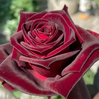 02Ро3464 Саженец Розы Блек  Бакара чайно-гибридная