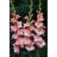 02ко6478 Гладиолус Монте Гордо 12-14БУ 100шт