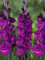 02ко6463 Гладиолус Астарта 10-12БУ 100шт