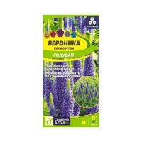 02Се2840 Цветы Вероника Голубая колосистая