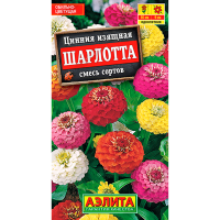 Цинния изящная Шарлотта