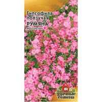 Гипсофила ползучая, Румяна