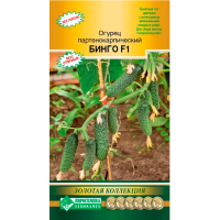 Огурец партенокарпик БИНГО F1