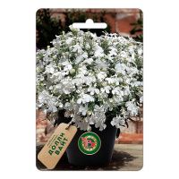 02Би3169 Лобелия кустовая Долли Вайт NDS