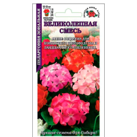 Пеларгония Великолепная смесь Пеларгония Великолепная смесь