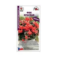 02Зо0306 Бегония вечноцветущая Фея Красная Сотка