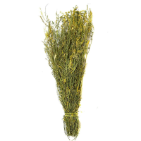 Веник донник