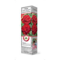 ПоСа7427 Роза чайно-гибридная Хоммаж Барбара