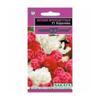 Га031321 Бегония Королева F1 вечноцв. махровая смесь, гранул. 4 шт. пробирка, Саката серия Эксклюзив