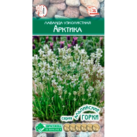 Лаванда узколистная АРКТИКА