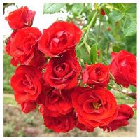 ПоСа7444 Роза почвопокровная Скарлет Мейяндекор