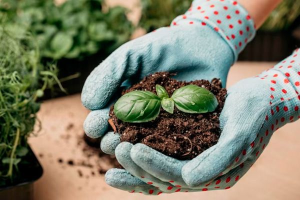 Каким должен быть идеальный грунт для рассады. Изучаем этикетки