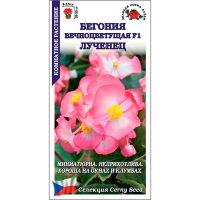 Бегония вечноцветущая Лученец