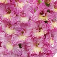 02ко6482 Гладиолус Хэппи Диско 10-12БУ 100шт