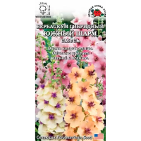 Вербаскум гибридный Южный шарм