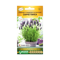 Лаванда стэхадская (испанская) САНЧО ПАНСА