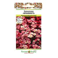 02Ру3929 Камнеломка Фламинго, смесь (200шт).