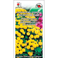 Хризантема Золотой шар