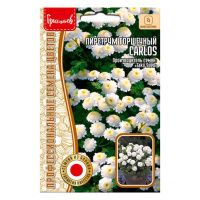 02Гр3151 Пиретрум горшечный Carlos  10шт. NDS