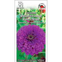 Цинния Фиолетовая королева