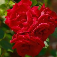 02Ро3499 Саженец Розы Сантана плетистая