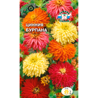 Цинния Бурпана (хризантемовидная, смесь цветов)