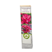 Рододендрон ползучий Скарлет Вондэ