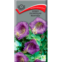 Кобея лазающая Фиолетовая (ЦВ ) (1) 5шт