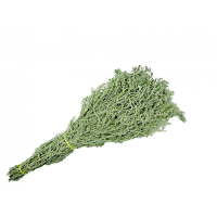 Веник полынь