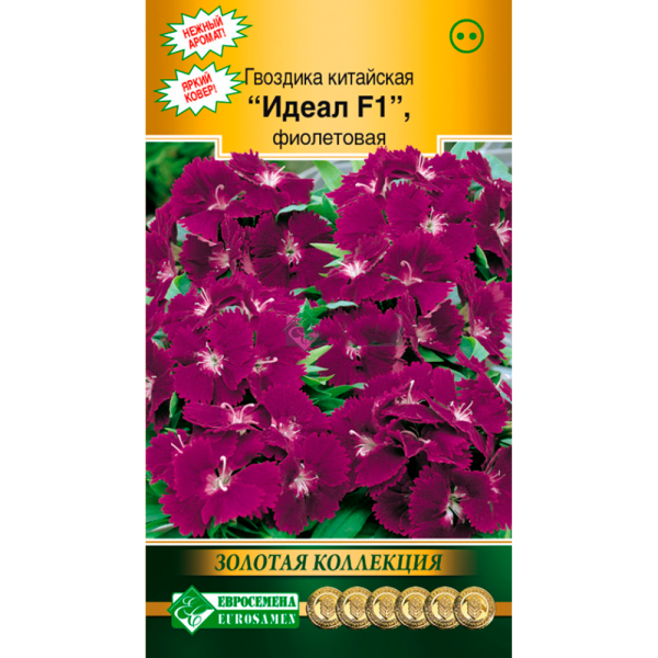 Гвоздика ИДЕАЛ F1,фиолетовая китайская