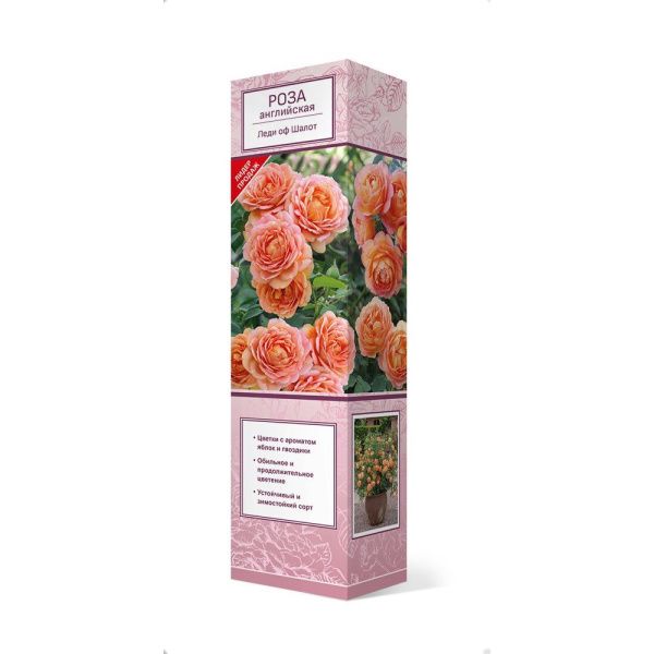 ПоСа7429 Роза английская парковая Леди оф Шалот