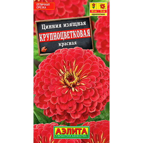 Циния Крупноцветковая красная