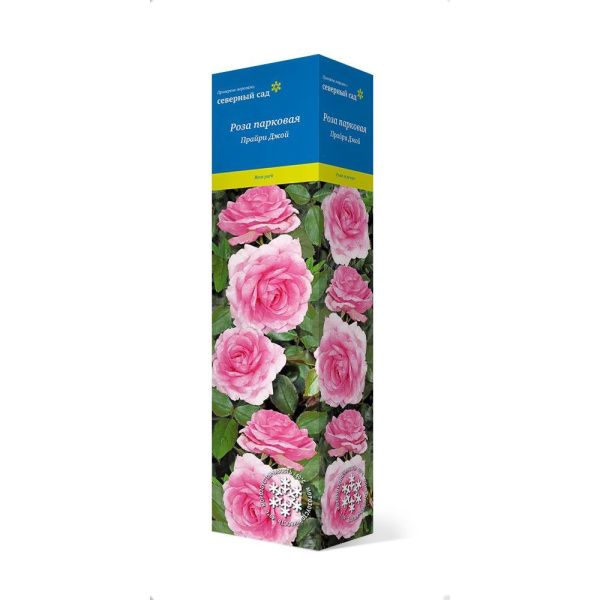 ПоСа7433 Роза канадская парковая Прайри Джой