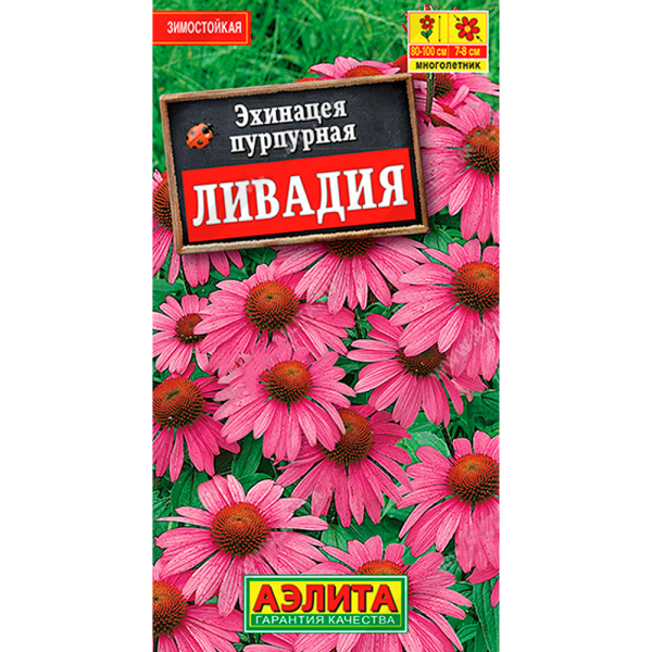 Эхинацея пурпурная Ливадия