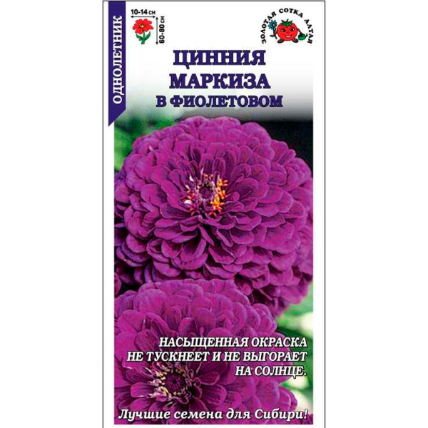 Цинния Маркиза в Фиолетовом