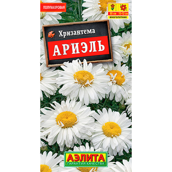 Хризантема Ариэль