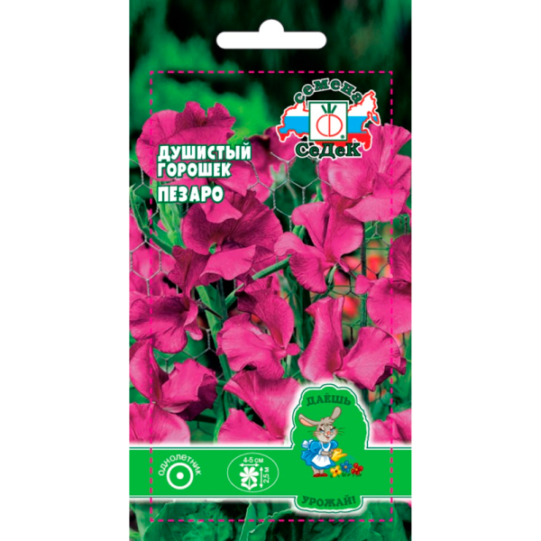 Душистый Горошек Пезаро (Спенсер, темно бордово-красный)