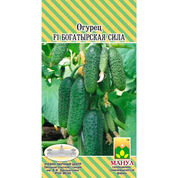 Огурца F1 Богатырская сила