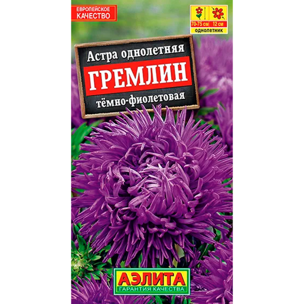 Астра однолетняя Гремлин тёмно-фиолетовая