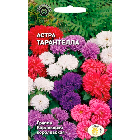 Астра Тарантелла (карлик королевская, смесь цветов)