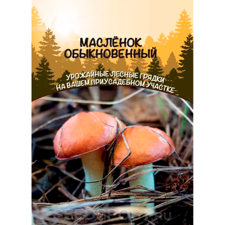 Грибы Масленок Обыкновенный (ССПК)