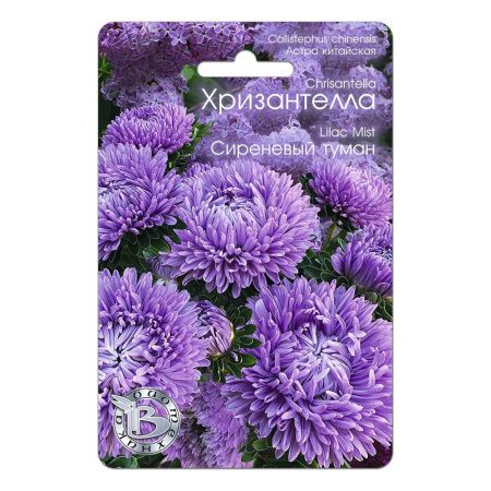 02Би2885  Астра китайская Хризантелла Сиреневый туман NDS
