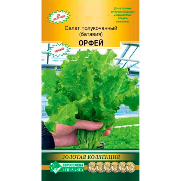 Салат полукочанный (батавия) ОРФЕЙ